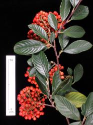 Cotoneaster coriaceus: Corymbs of fruit and leaves.
 Image: D. Glenny © Landcare Research 2017 CC BY 3.0 NZ